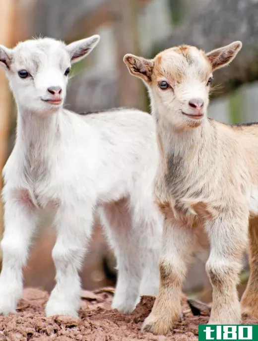 Pair of baby goats.