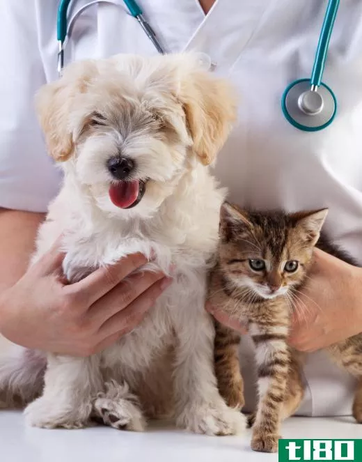 Sometimes wound spray products made for dogs cannot be used on cats.