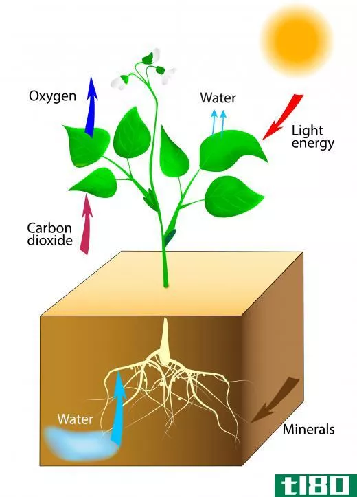 Carbon is continuously being absorbed in the process of photosynthesis, which uses carbon dioxide to create carbohydrates.