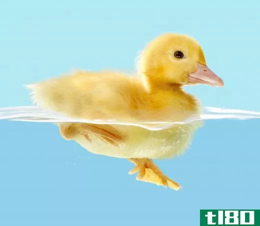 Ducklings can be good pets for people with ponds.