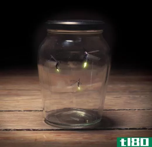The flashing of fireflies are actually signals to other fireflies.