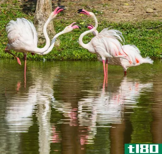 Their long necks and legs allow flamingos to stand in deep water.