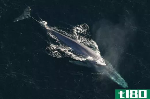 Blue whales, the world's largest creatures, are endangered.