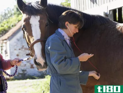 People who aren't experienced with horses should stay clear of a sick horse in need of medical attention.
