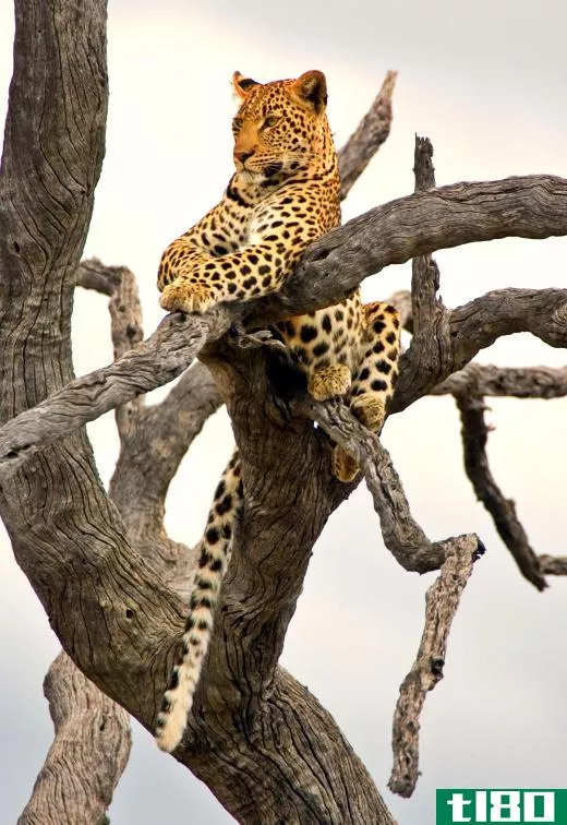 Leopards are one of the many African feline species that prey on aardvarks.