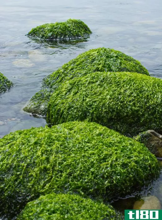 Algae, which is made of protists, plays an important role in maintaining the planet's oxygen levels.