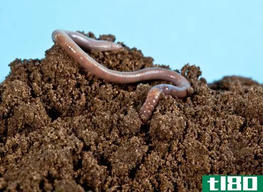Caecilians may look like earthworms, but caecilians are carnivores that actually eat creatures like earthworms.