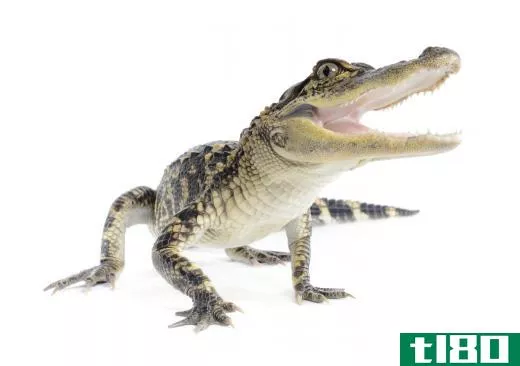 Alligators are one of the animals with dermal pressure receptors.