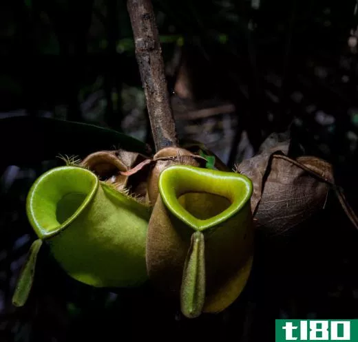 Pitcher plants are specialized carnivorous plants that trap food in a pitfall.
