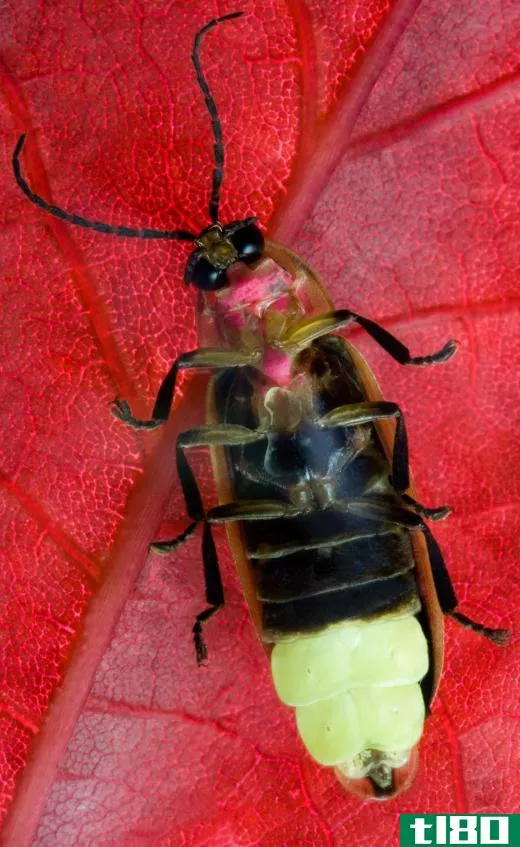 Specialized enzymes in the tail of a firefly causes it to glow.