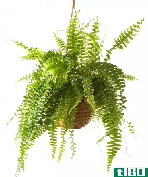 A potted fern.