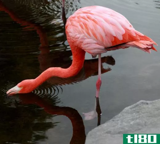 The ability to drink salty water enables flamingos to adapt to their habitat.