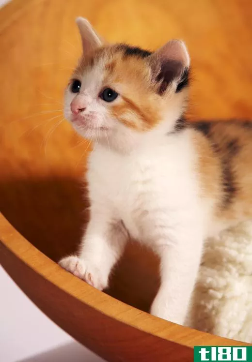 Calico kitten in a bowl.