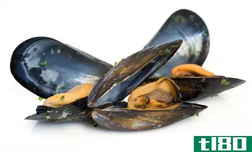 Mussels can accumulate toxins from oil spills.