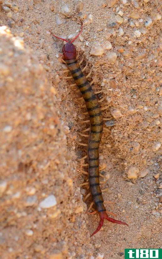 During the day, centipedes hide in the debris around the home.