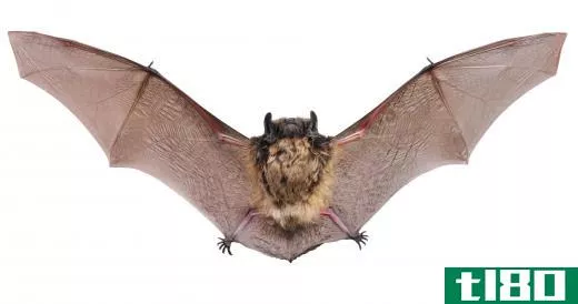 Bats are nocturnal animals that usually only come out at night.