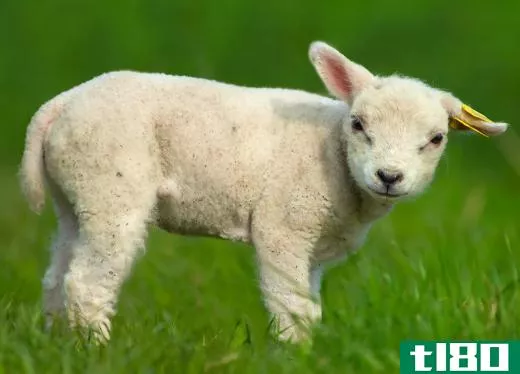Even young lambs may be shown in competition.