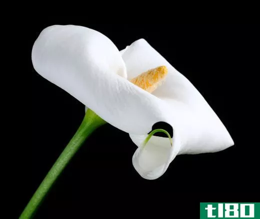 Peace lilies are good for improving air quality.