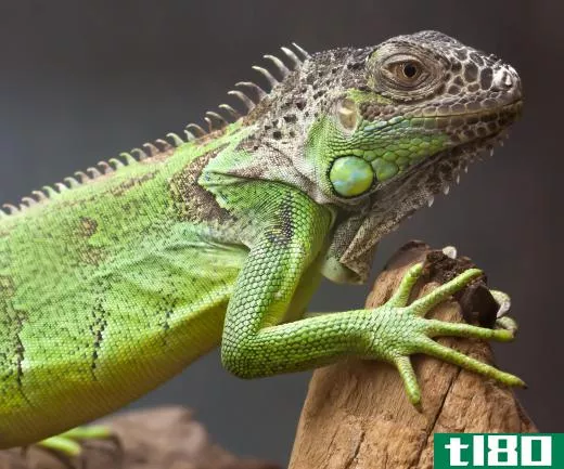 Some of the UV light that an iguana experiences can come from natural sunlight.