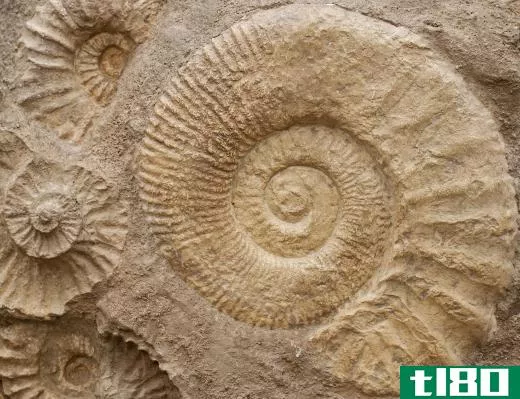 Study of fossils show that animal life likely first emerged on Earth about 550 million to 600 million years ago.