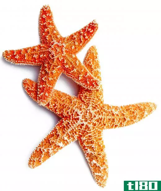 Starfish commonly feast upon chitons.