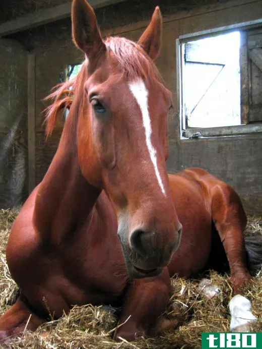 If a horse appears to be suffering from colic, or abdominal pain, caretakers should immediately call a veterinarian.