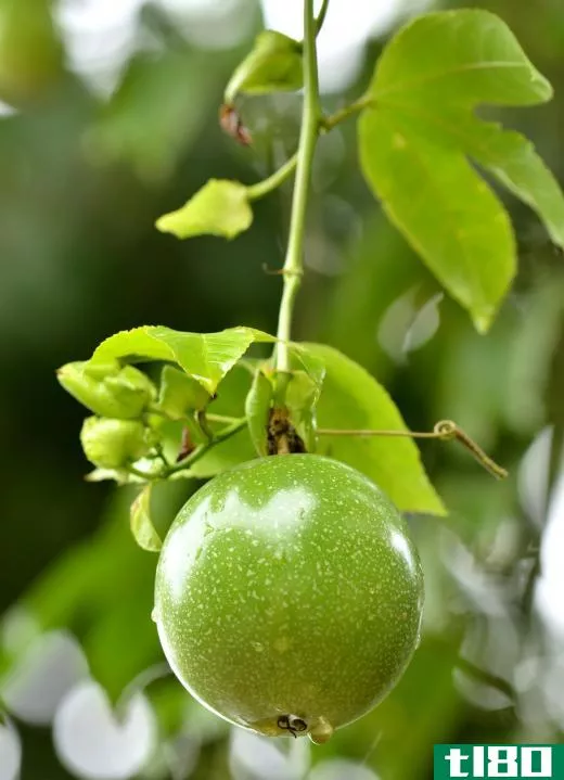 Passion fruit growing on the tree.