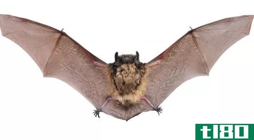 Vampire bats feed on small mammals or birds.