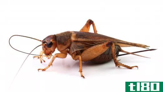 Live crickets are part of a pet lizard's typical diet.