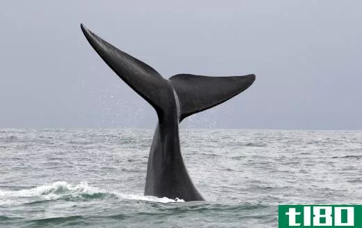 Whales have been heavily hunted for the last few centuries.