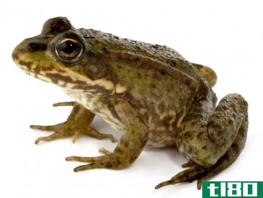 Amphibians, such as frogs and toads, are very successful in freshwater biomes.