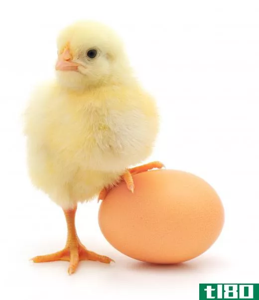 A chick and an egg.