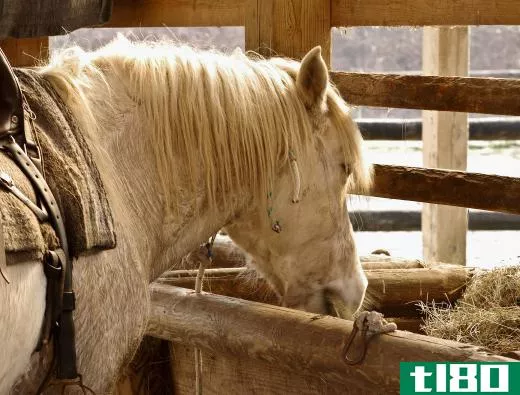 Most commercial horse feed contains biotin.