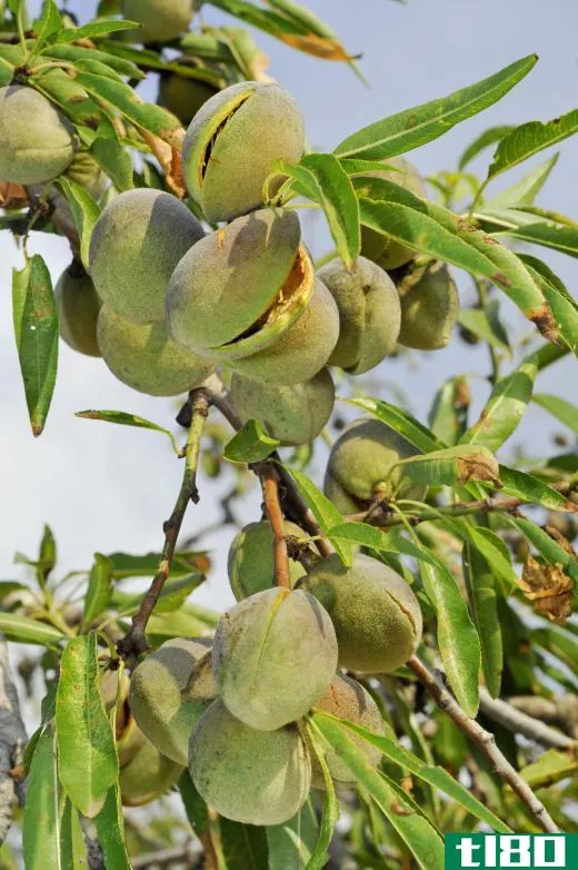 Almonds, a type of drupe, on a tree.