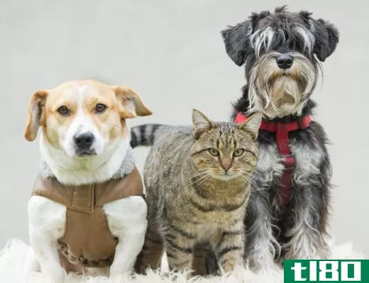 Pet insurance can help reduce the cost of veterinarian bills.