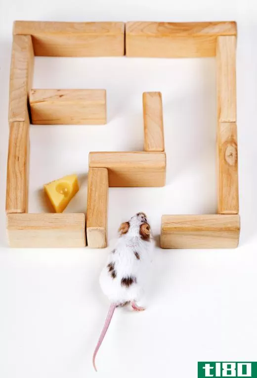 Rats are very smart and can learn how to maneuver through mazes very quickly.