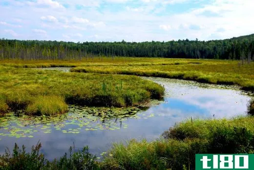 A freshwater wetland.