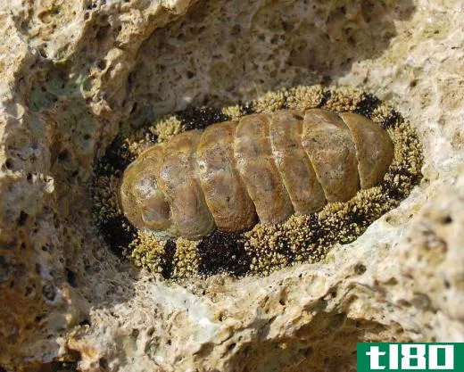 Chitons are mollusks that feature eight overlapping plates on their shells.