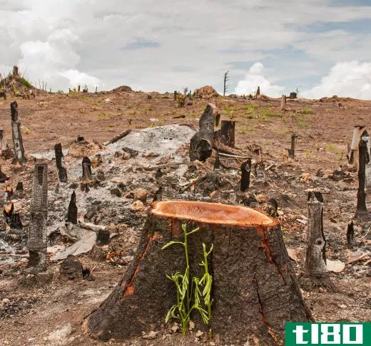 Widespread deforestation is believed to have contributed to a rise in carbon dioxide levels.