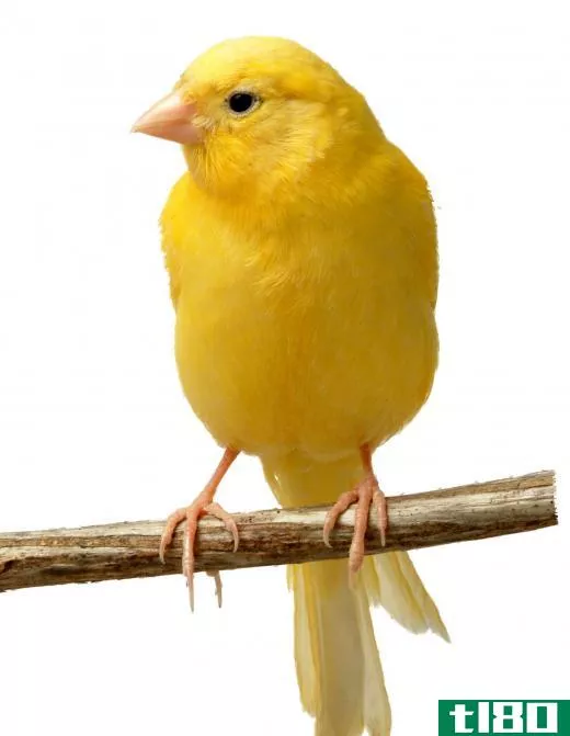 Many people allow small pet birds on tables.