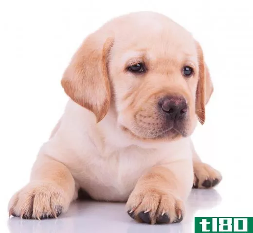 Bathing a puppy with mild dish washing soap and then combing it's fur can help treat flea infestations.