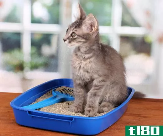 Cats may act out if their littler box isn't regularly cleaned.