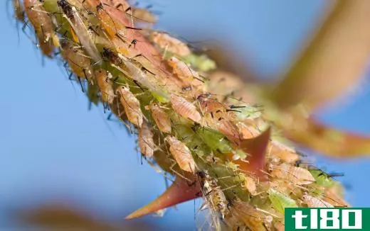Aphids feed on the sap of plants.