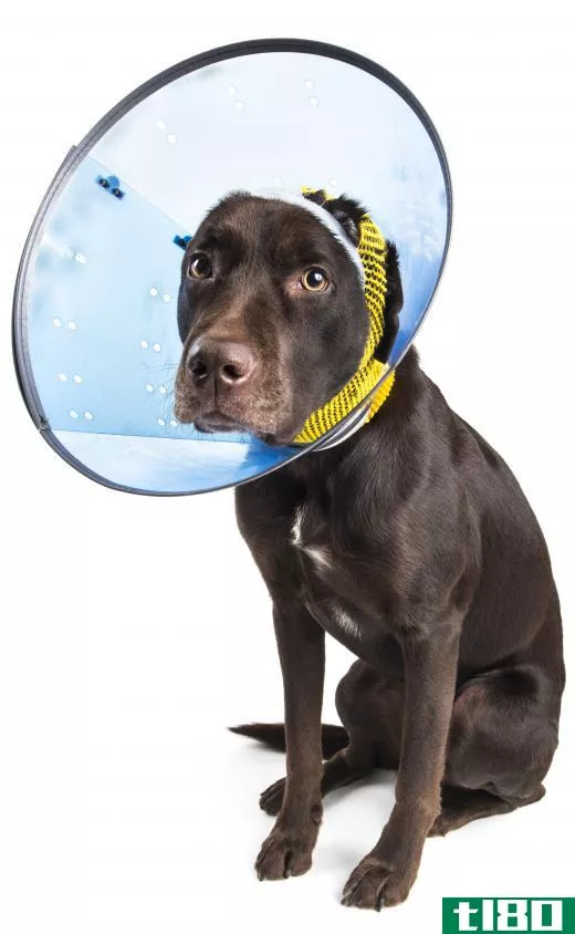 Sometimes, pets must wear special collars to keep them from licking or disturbing a surgical site.