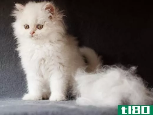Grooming the cat will eliminate extra hair and reduce shedding.