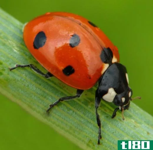 Ladybugs eat aphids.
