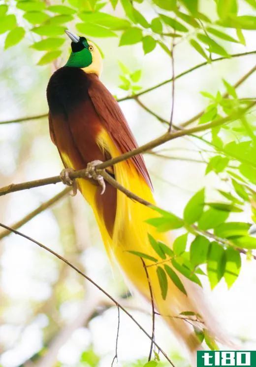 Most birds-of-paradise live in rainforest regions.
