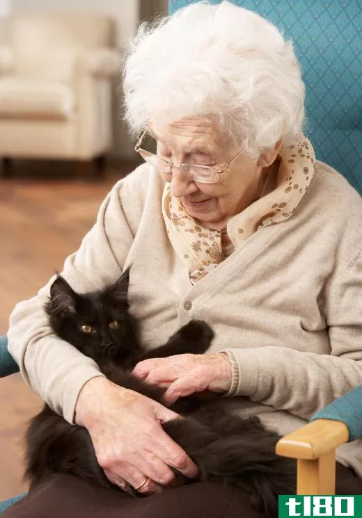 Cats can be beneficial in an animal therapy setting.