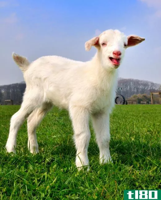Young goat on a grass field.