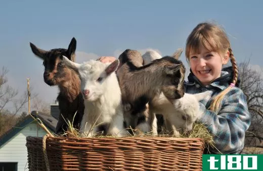 Young girl with baby goats.
